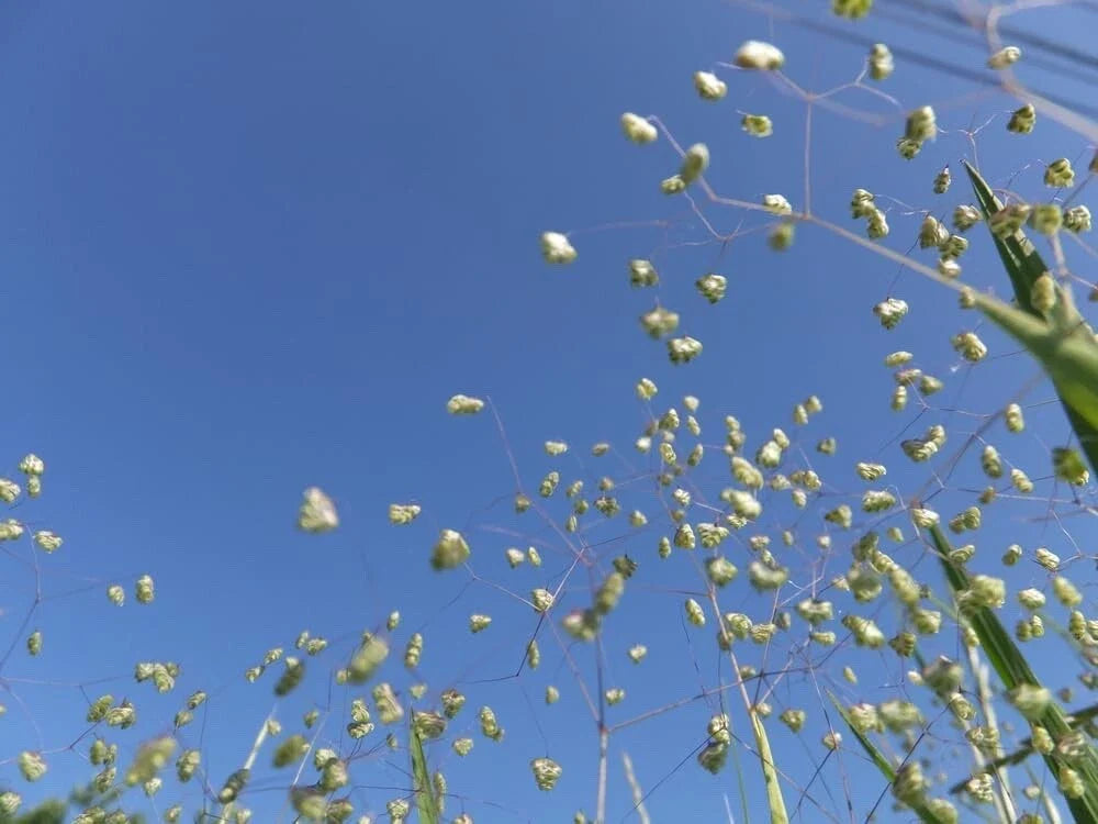 Little Quaking Grass Seeds - 100 Seeds - Briza Minor - Ornamental Grass for Garden or Landscape