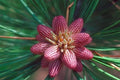 Ponderosa Pine Tree Seeds (30 Seeds) - Western Yellow Pine - Pinus ponderosa - Ideal for Planting and Landscaping