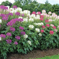 Mixed Colors Cleome Seeds - Spider Plant, Non-GMO, Pollinator Friendly, 200 Seeds, Fall Planting, USA Grown