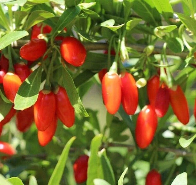Goji Berry Seeds, 100 Seeds, Organic Chinese Wolfberry, Heirloom Medicinal Herb, Lycium barbarum