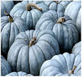 Jarrahdale Blue Pumpkin Seeds | 20 Seeds | Cucurbita Maxima | 6-10 lbs.