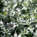 Eryngium giganteum 'Silver Ghost' Sea Holly Seeds - 10 Pack, Drought-Tolerant Perennial, Unique Silver Foliage