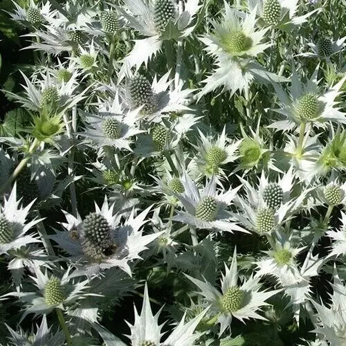 Eryngium giganteum 'Silver Ghost' Sea Holly Seeds - 10 Pack, Drought-Tolerant Perennial, Unique Silver Foliage
