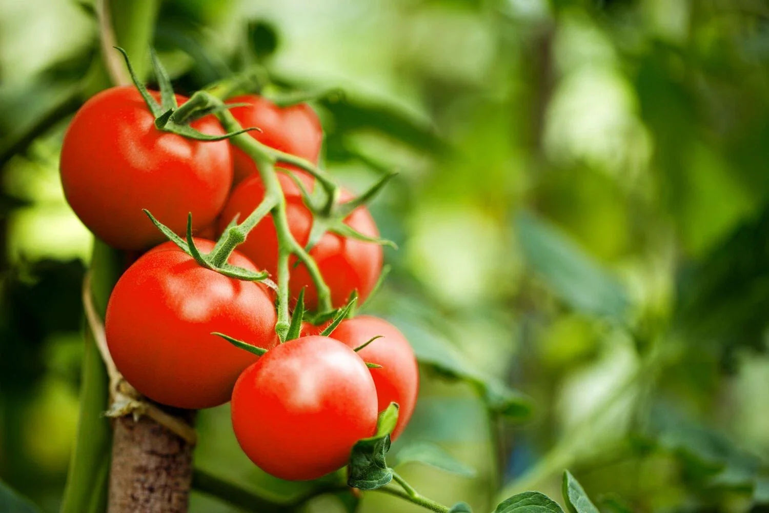 Moneymaker Tomato Seeds - Heirloom, Non-GMO, Old Reliable Variety - Solanum lycopersicum - Free Shipping