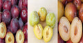 Emerald Grenade Sweet Pluot Triple Pack - 15 Scions - Pluerry Variety - Fruit Tree Scions for Grafting