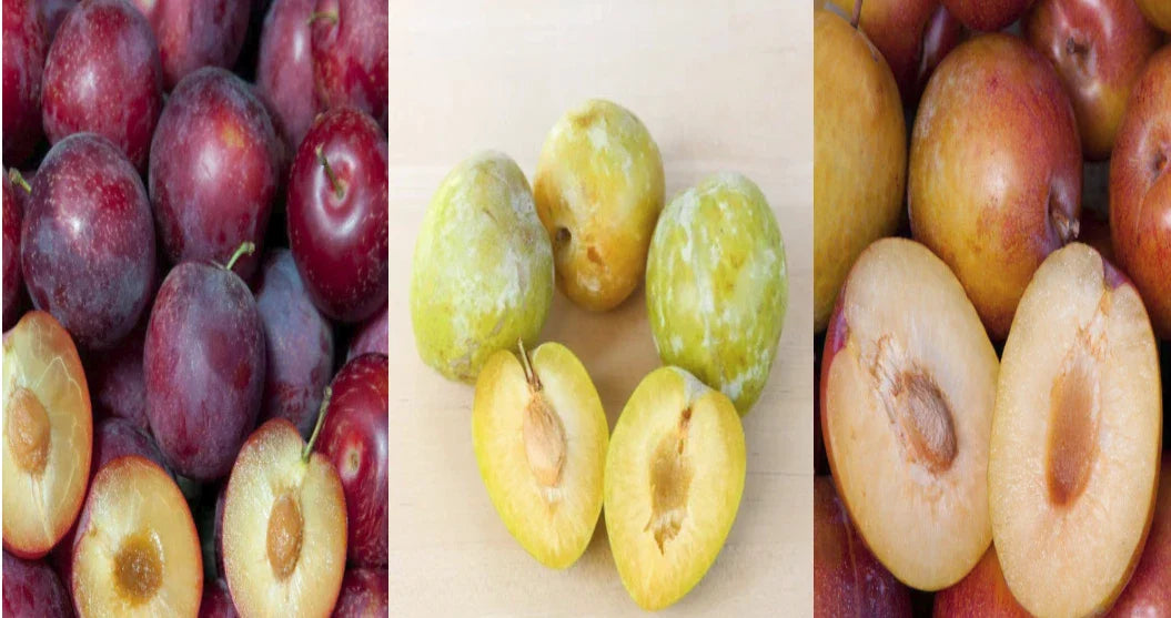 Emerald Grenade Sweet Pluot Triple Pack - 15 Scions - Pluerry Variety - Fruit Tree Scions for Grafting