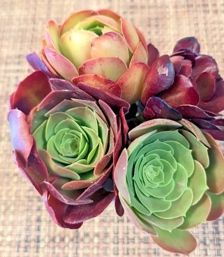 Aeonium Cuttings Quartet - 4" Diameter - Varied Succulent Plants (Aeonium spp.)