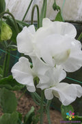 Mary Priestley Sweet Pea Seeds - 50+ Heirloom Seeds for Garden Planting - Lathyrus odoratus - USA