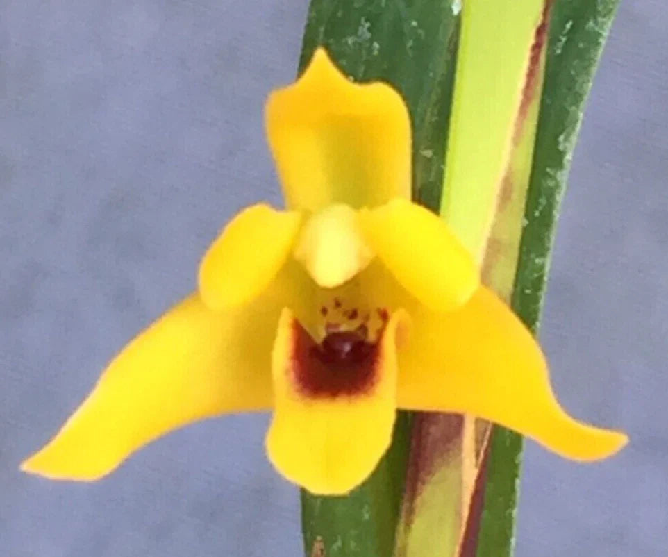 Maxillaria tenuifolia 'Yamada' Orchid Plant 2.5" Pot Rooted