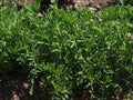 Organic Black Lentil Seeds - Non-GMO for Sprouting - 100 Count - Lens culinaris