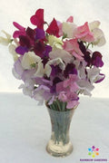 Sweet Pea Seeds Mix - 50+ Pack - Colorful Garden Variety - Lathyrus odoratus - USA