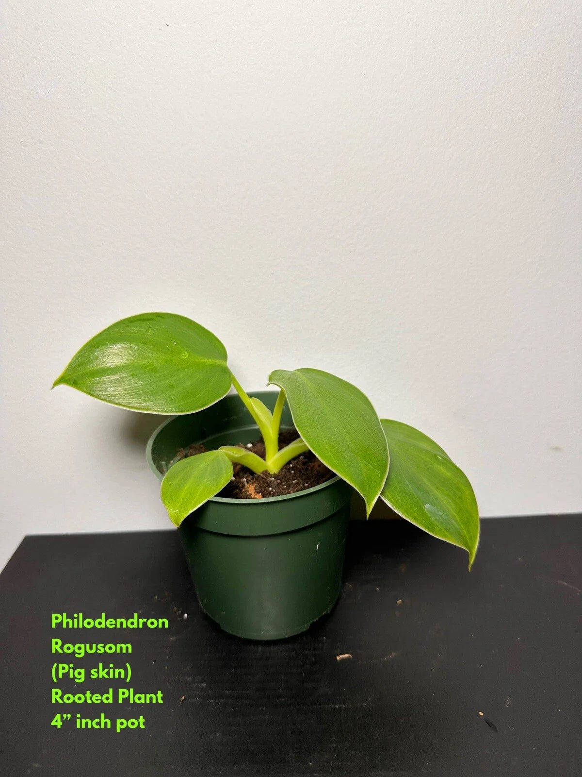 Philodendron Rogusom Top Cutting | Pig Skin Variety | Rooted Plant - Ideal for Indoor Gardening