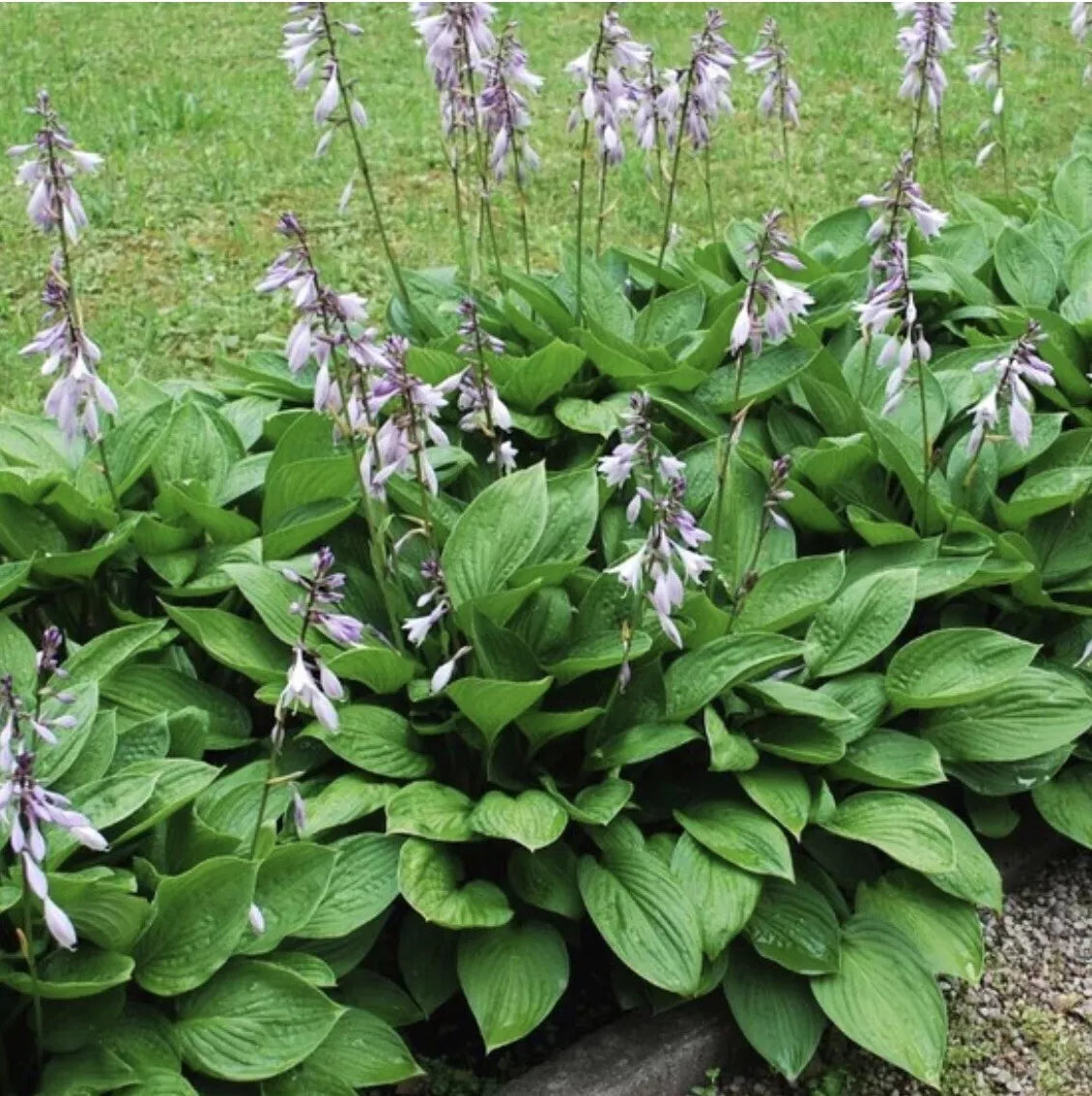 Hosta Plants - 4 Roots - Hosta Elegans (Hosta sieboldiana) - Metallic Blue-Green Foliage - Shade Garden Perennial