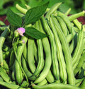 Tendergreen Improved Green Bush Bean Seeds - Stringless, Heavy Producer - 15+ Seeds - USA