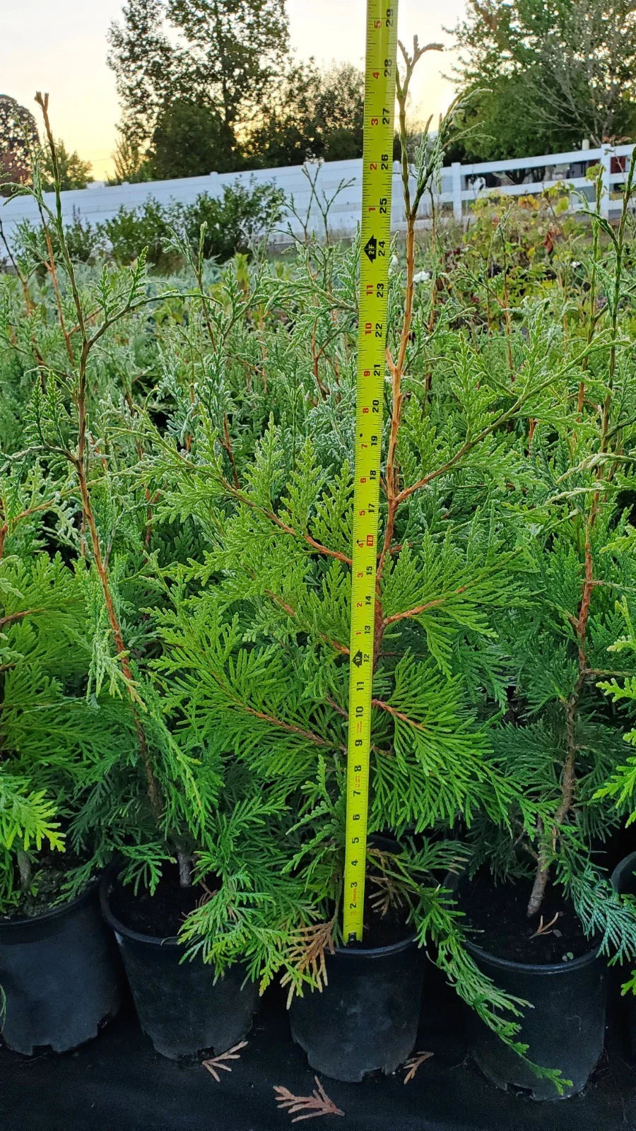 Green Giant Arborvitae Trees 1-1.5ft - 10 Pack - Thuja standishii x plicata - Fast Growing Privacy Plants