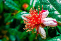 Dwarf Pineapple Guava Tree Seeds - 10+ Seeds, Feijoa sellowiana, Easy to Grow, Fruit-Bearing Variety, Free U.S. Shipping