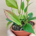 Hoya Sunrise Live Plant in 4” Pot - Rare Indoor Houseplant - Hoya Carnosa - Easy Care, Beautiful Variegated Foliage