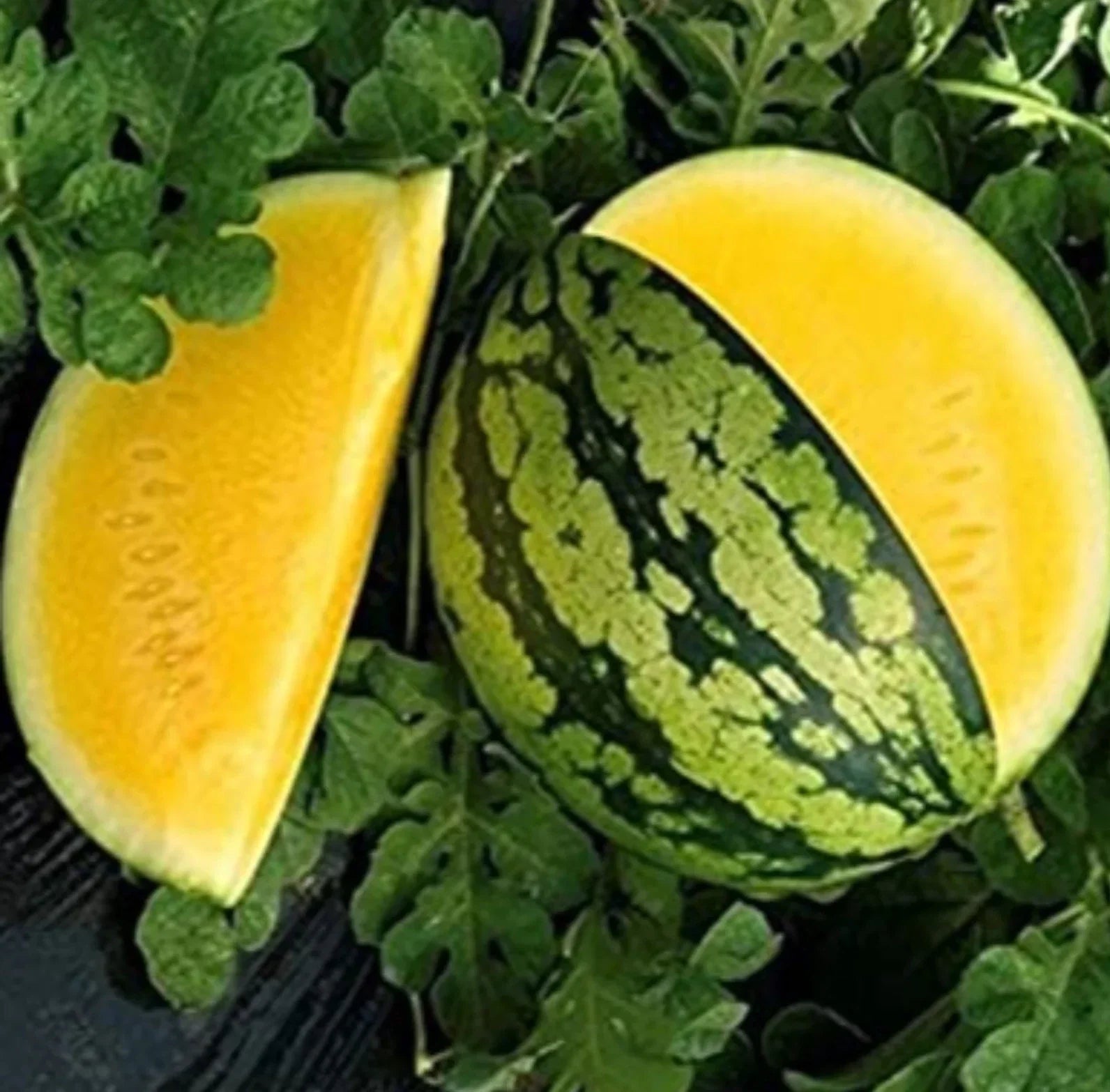 Yellow Gem Watermelon Seeds - 50+ Non-GMO Seeds - True Yellow Variety - Citrullus lanatus