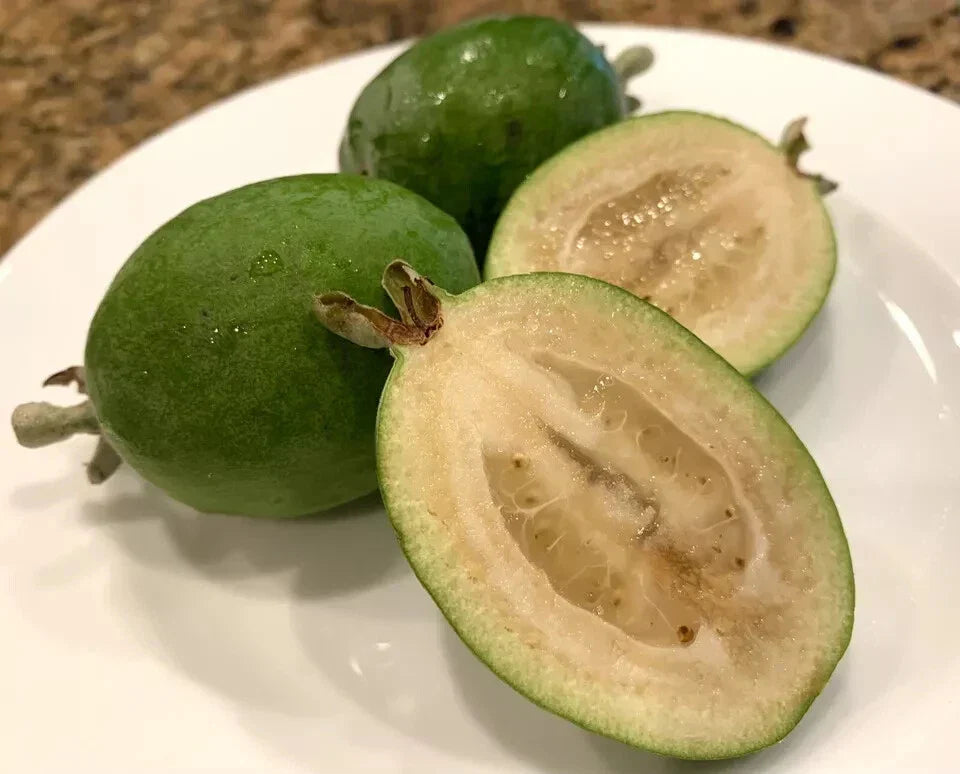 Feijoa Seeds - 40 Pineapple Guava Seeds - Feijoa Sellowiana - 2024 Harvest - USA Grown
