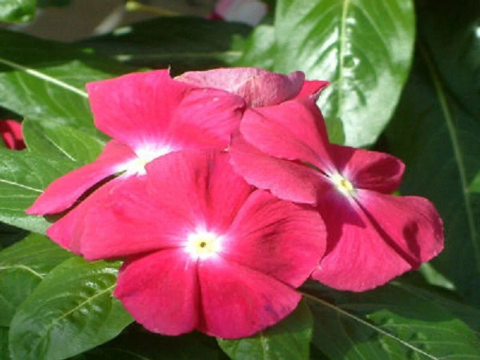 Vinca Seeds 5000 Count Sunsplash Cherry GL (Catharanthus roseus) - Vibrant Flowering Garden Plants for Landscaping