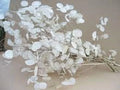 Lunaria Biennis Seeds 100 Count - Money Plant, Silver Dollar, Honesty, Moonwort