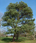 Loblolly Pine Trees 1ft Seedlings - Evergreen Fast-Growing Pinus Taeda - Southern USA Native - 3 Live Plants
