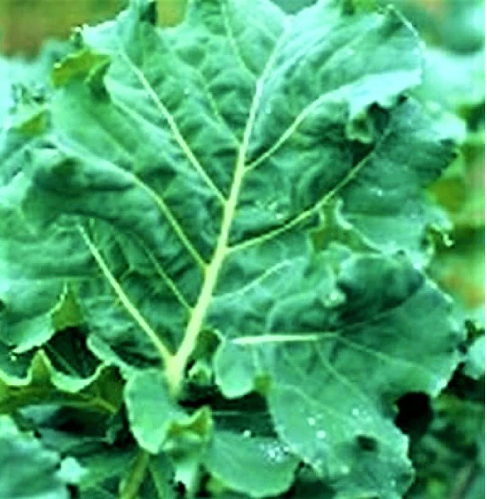 Non-GMO Kale Seeds - 200+ Early Hanover Variety - Premier Quality - Perfect for Home Gardening