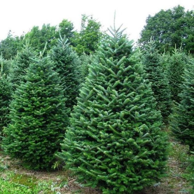 Noble Fir Live Bareroot Tree 10-16" Tall - Abies Procera - Cold Hardy Plant for Zones 5-6