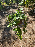 XL Hoya Carnosa Krinkle 8 Live Rare Plant in 6" Hanging Pot - Chelsea Variety, Houseplant, Indoor Plant, Decorative Greenery