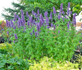 Purple Giant Hyssop Seeds - 100+ Count, Native Wildflower, Drought Tolerant, Heat & Cold Resistant, Pollinator Friendly (Agastache scrophulariifolia)