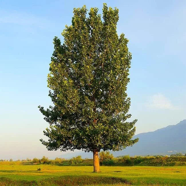 Hybrid Poplar Trees - 4 Pack - Fast Growing Privacy & Shade Trees - Populus deltoides x Populus nigra