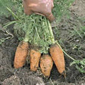 Carrot Seeds - Danvers Half Long Heirloom, Non-GMO, 20+ Seeds, Daucus carota