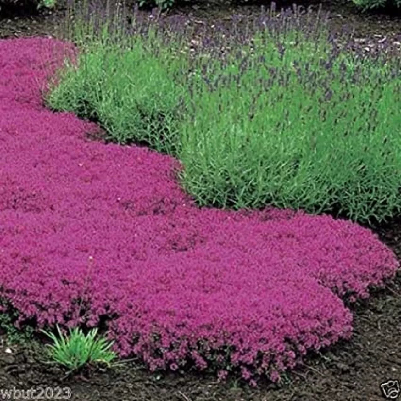 Creeping Thyme Seeds - 250 Count - Magic Carpet Variety - Perennial Ground Cover (Thymus serpyllum)