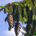 Himalayan Spruce Tree Seeds - 20 Pack - Picea smithiana - Giant Tall Conifer Seeds for Gardening and Landscaping