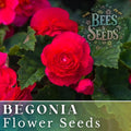 Royal Luxe Begonia Seeds - Non-GMO Flower Seeds - 45 or 125 Seeds - Begonia x tuberhybrida