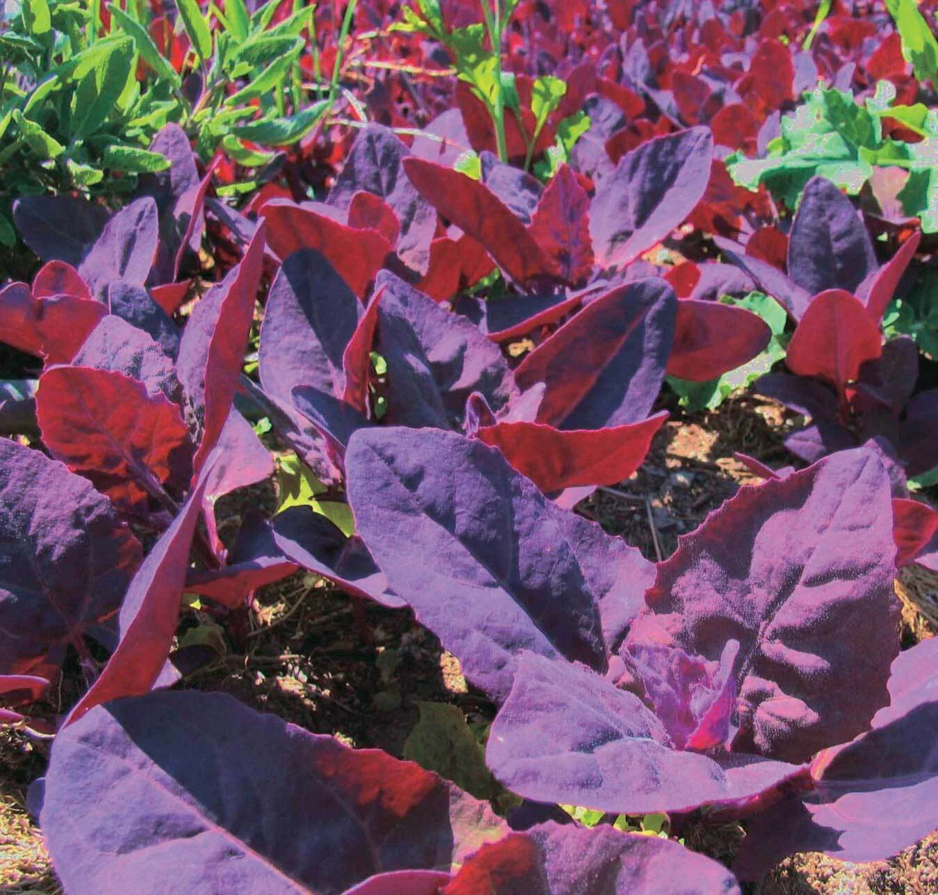 Orach Red Fire Seeds - French Spinach, Mountain Spinach, NON-GMO, Heirloom Variety, 100 Seeds