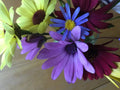 Daisy Color Mix Seeds 150 Count - Mixed Colors - Bellis perennis