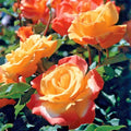 Rose Bush 1-2 Ft Rio Samba Orange Yellow Rosa hybrida AARS Winner 1993 Long-Lasting Blooms