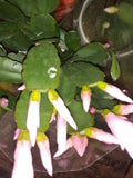 Light Pink Easter Cactus Cutting - Opuntia spp. - Perfect for Propagation or Indoor Gardening