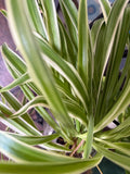 Variegated Spider Plant Babies - 2 Pack - Easy Care Houseplants - Chlorophytum comosum