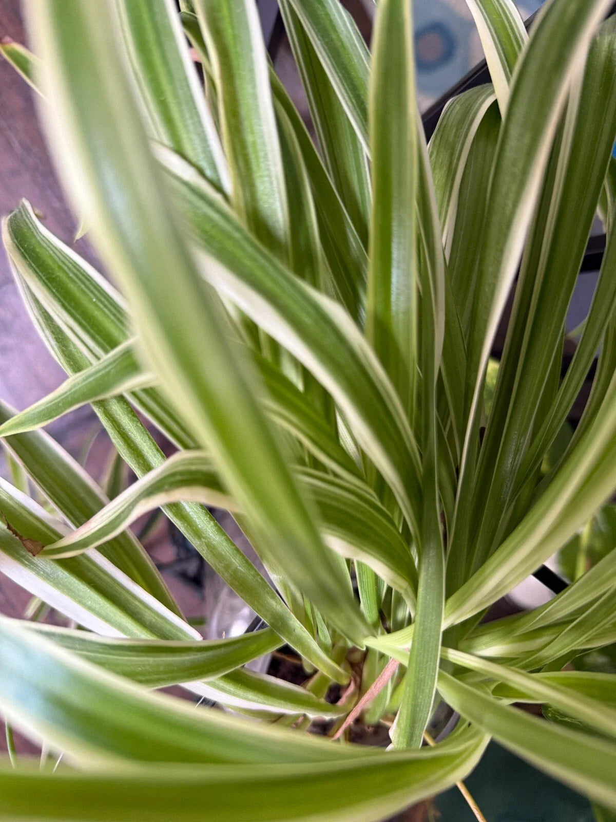 Variegated Spider Plant Babies - 2 Pack - Easy Care Houseplants - Chlorophytum comosum