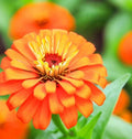 Orange King Zinnia Seeds - 200+ Pack - Hummingbird & Butterfly Attracting - Zinnia elegans