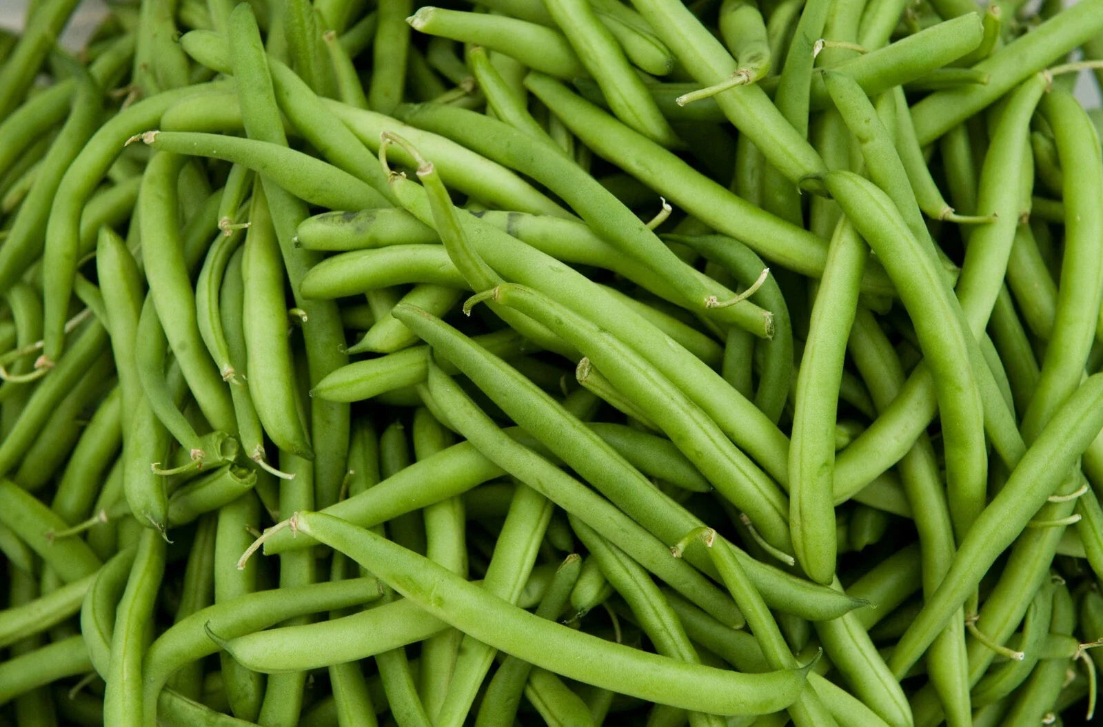 Contender Green Bean Seeds - Fresh Green Bean Seeds for Planting - Phaseolus vulgaris - Free Shipping