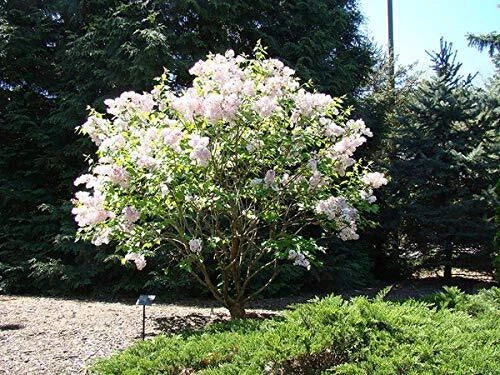Early White Lilac Seeds - 50+ Seeds - Highly Prized for Bonsai - Syringa vulgaris