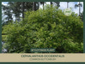 Buttonbush Cuttings | 18" Fresh Cuttings | Cephalanthus occidentalis | Native Wetland Plant