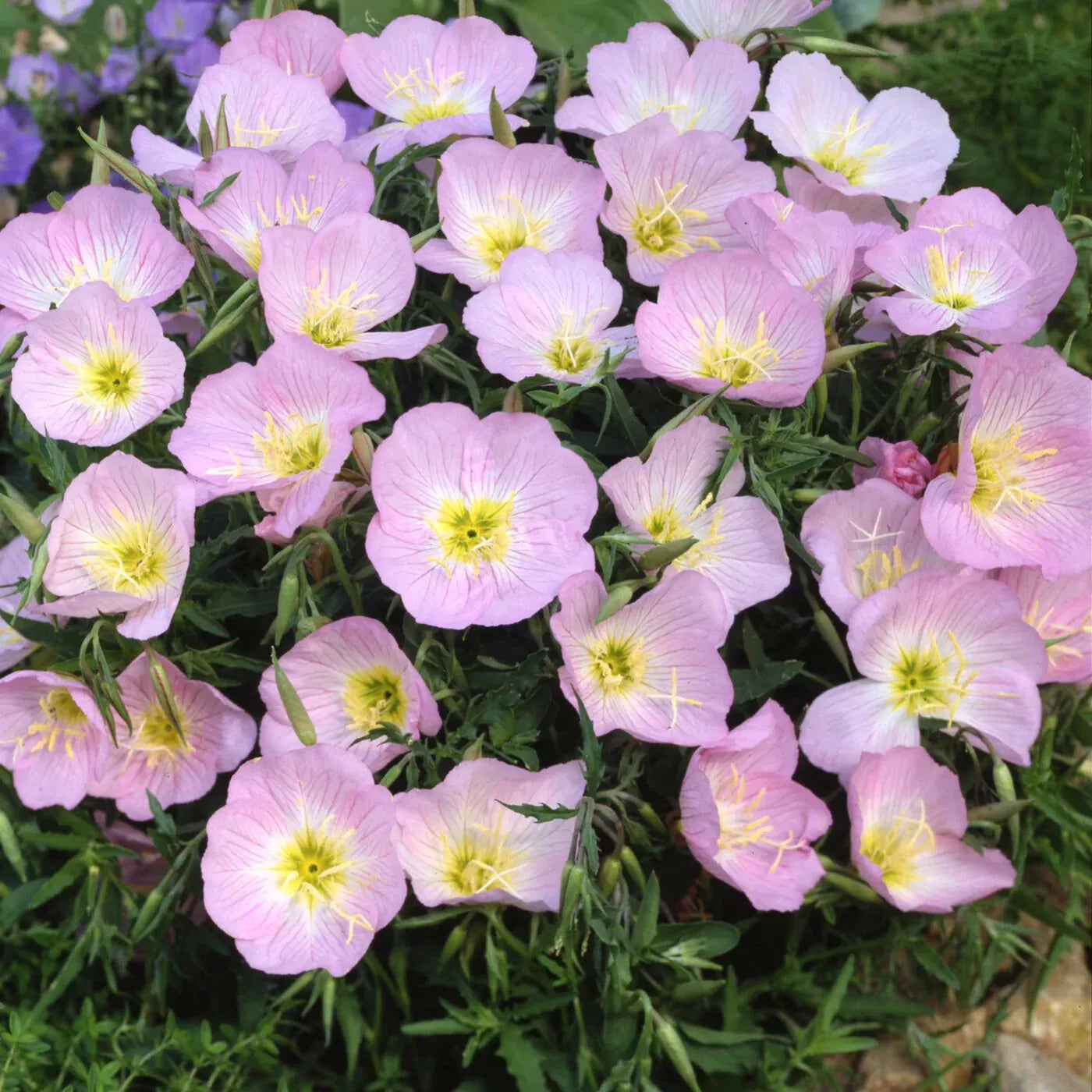 Showy Evening Primrose Seeds - Pink Ladies - Amapola - Mexican Primrose - Oenothera speciosa - Free Shipping