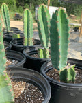 Peruvian Apple Cactus Cutting 12'' Monstrose Unrooted Cereus peruvianus