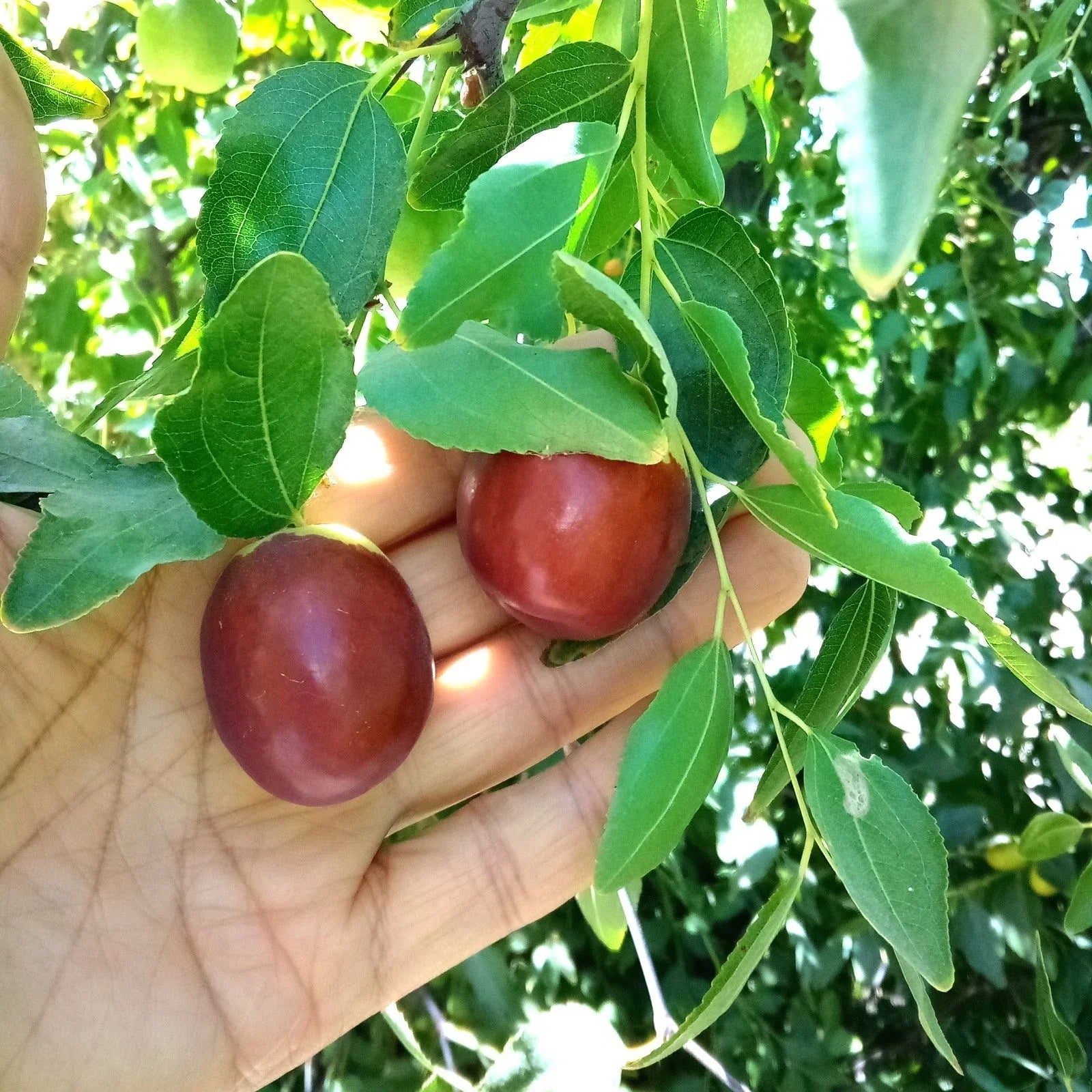 Autumn Beauty Jujube Tree Cutting 8" Thin Scion Wood for Grafting - Ziziphus jujuba