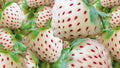 White Strawberry Seeds 200+ Count - Pineberry Variety - Organic, Non-GMO - Made in USA