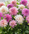 Dahlia Rooted Cutting 3" Pot - Vibrant Blooms - From Our Beautiful Dahlia Collections - Dahlia spp.